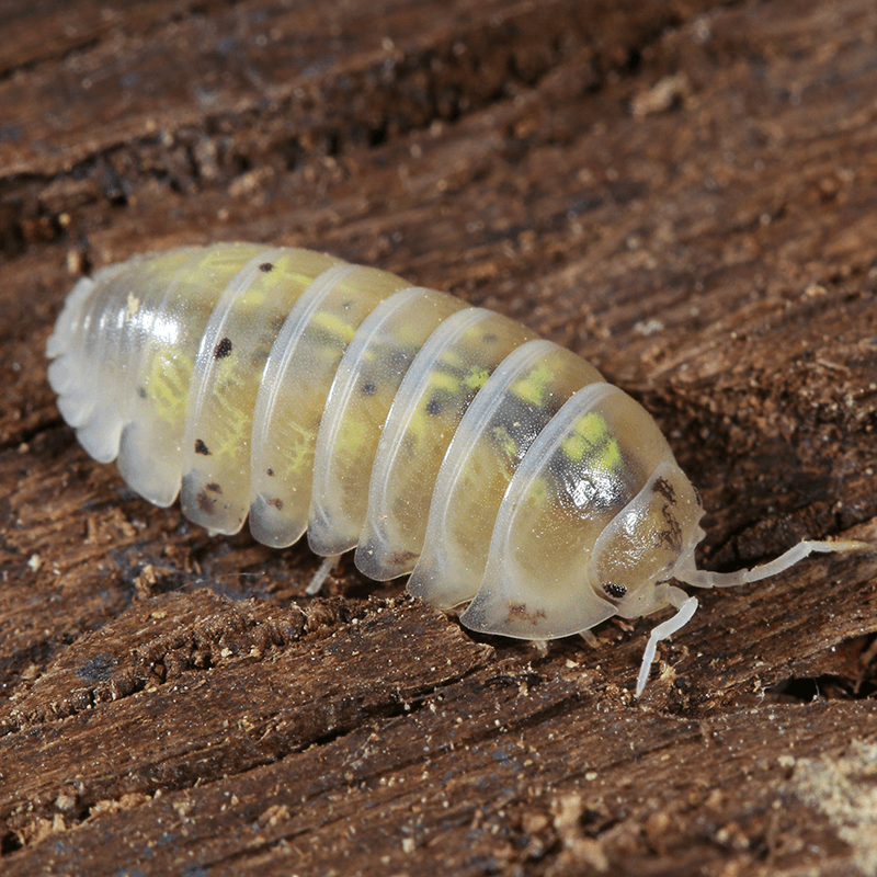 Armadillidium vulgare 'Magic Potion' - Weird Pets PH