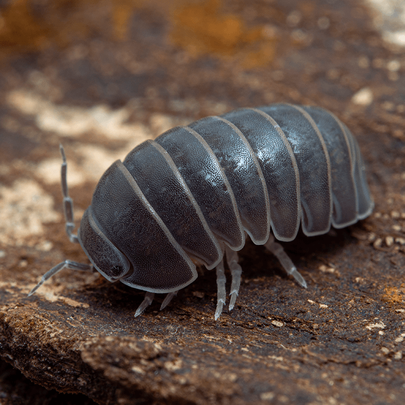 Armadillo officinalis 'Spain' - Weird Pets PH