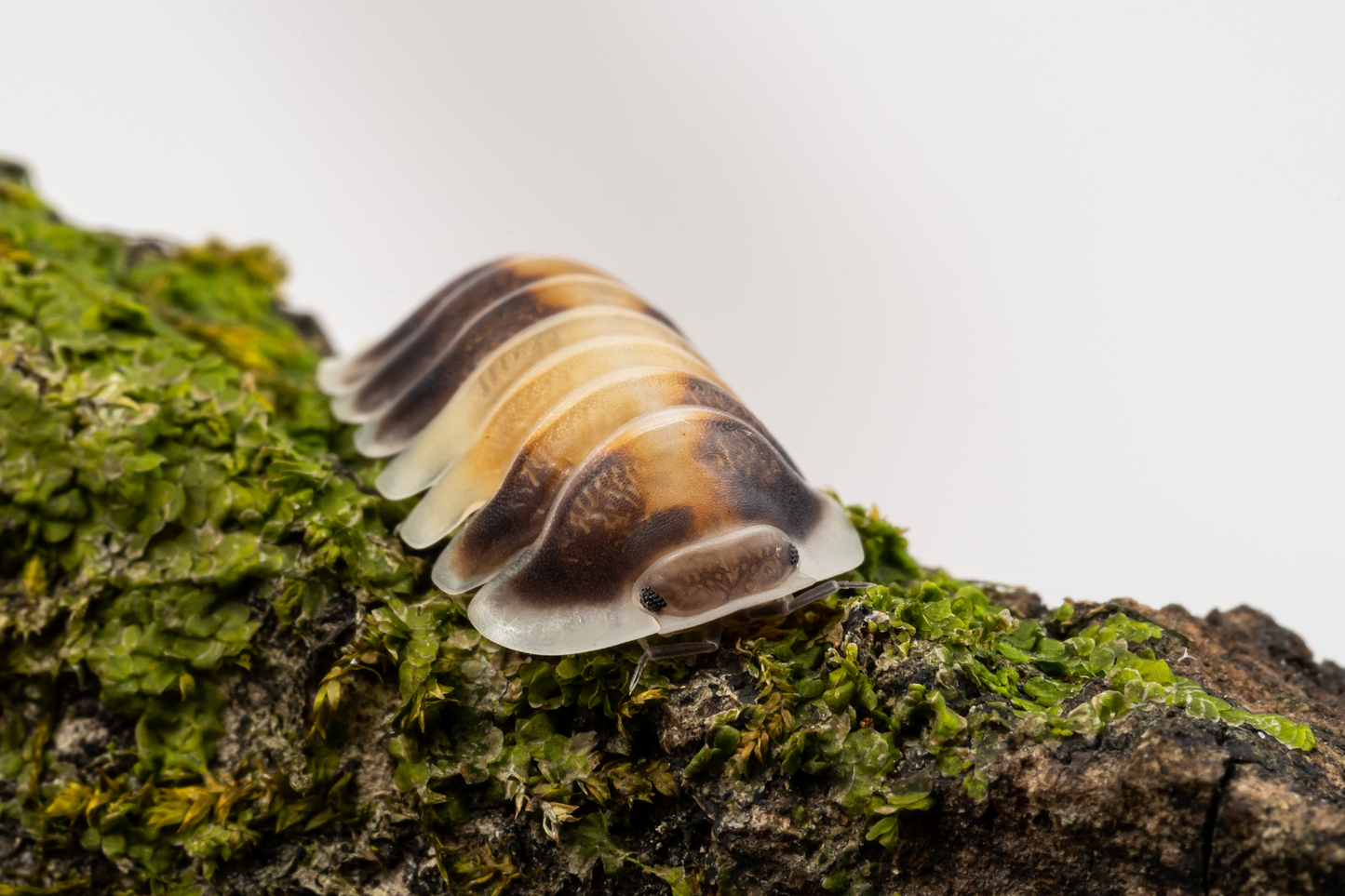 Cubaris sp. 'Cappuccino' - Weird Pets PH