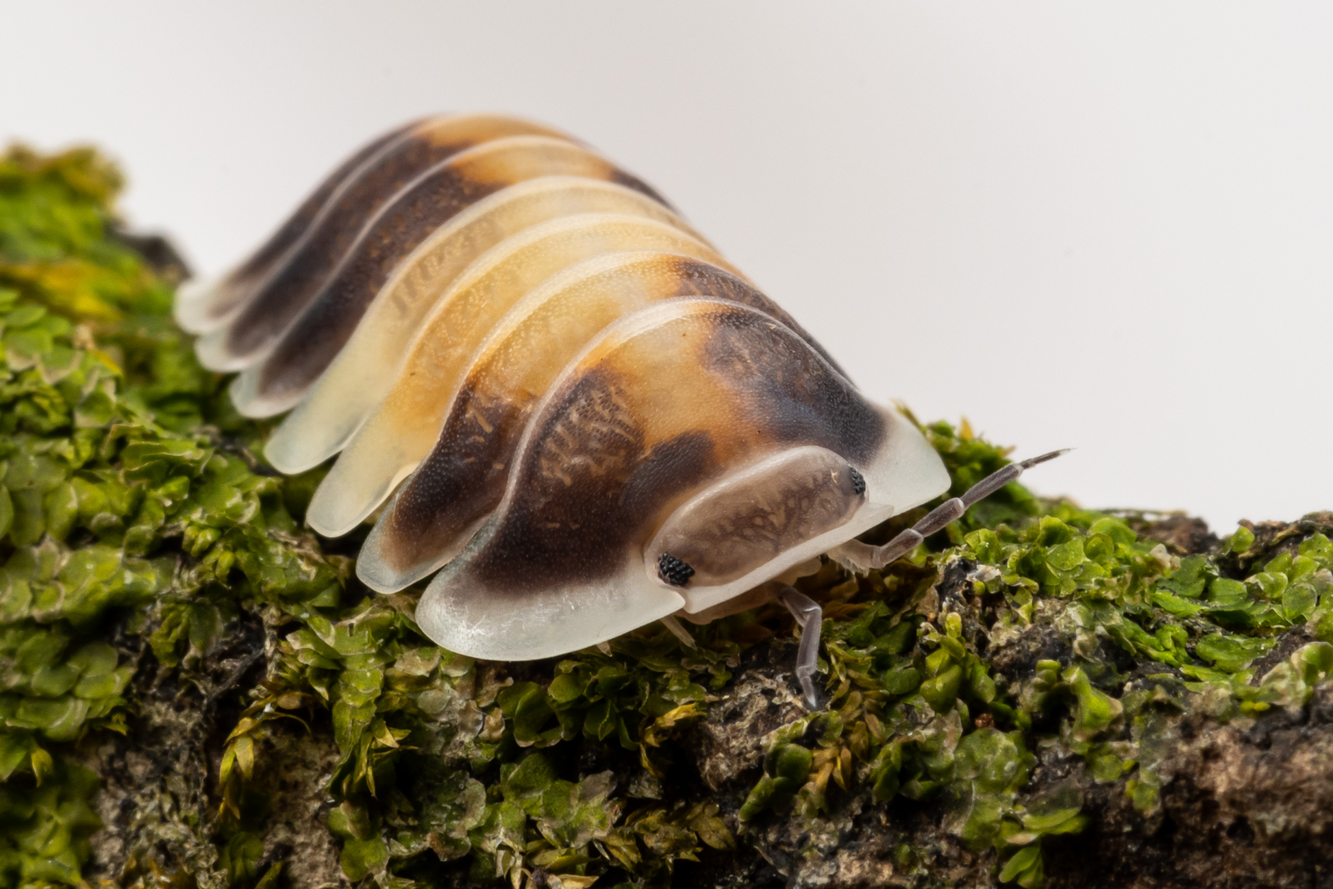 Cubaris sp. 'Cappuccino' - Weird Pets PH