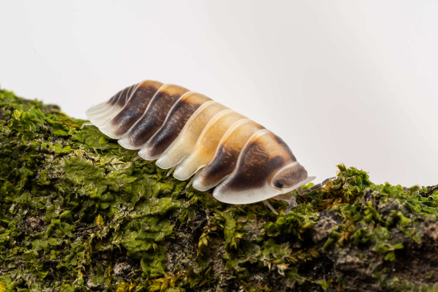 Cubaris sp. 'Cappuccino' - Weird Pets PH