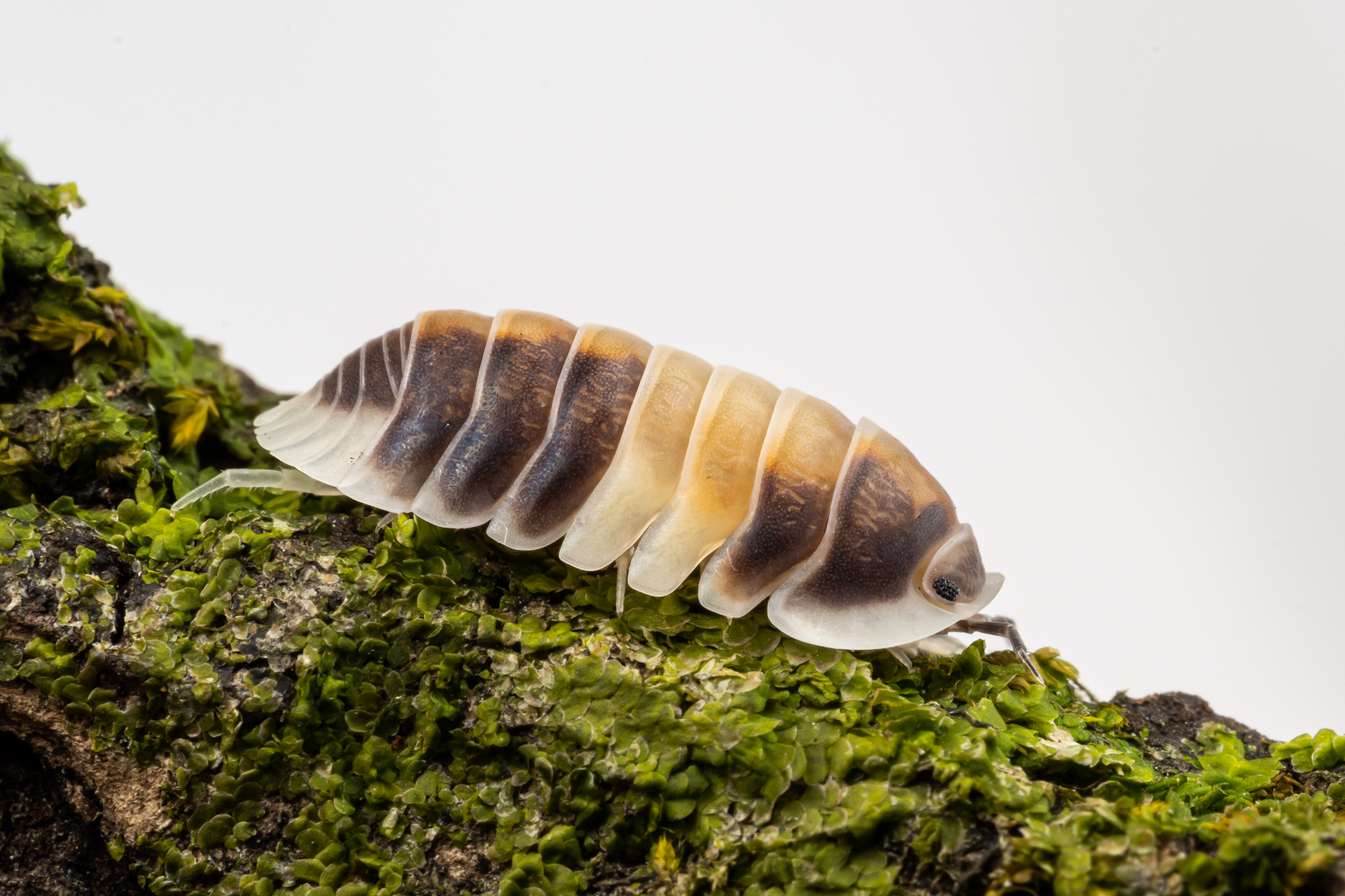 Cubaris sp. 'Cappuccino' - Weird Pets PH