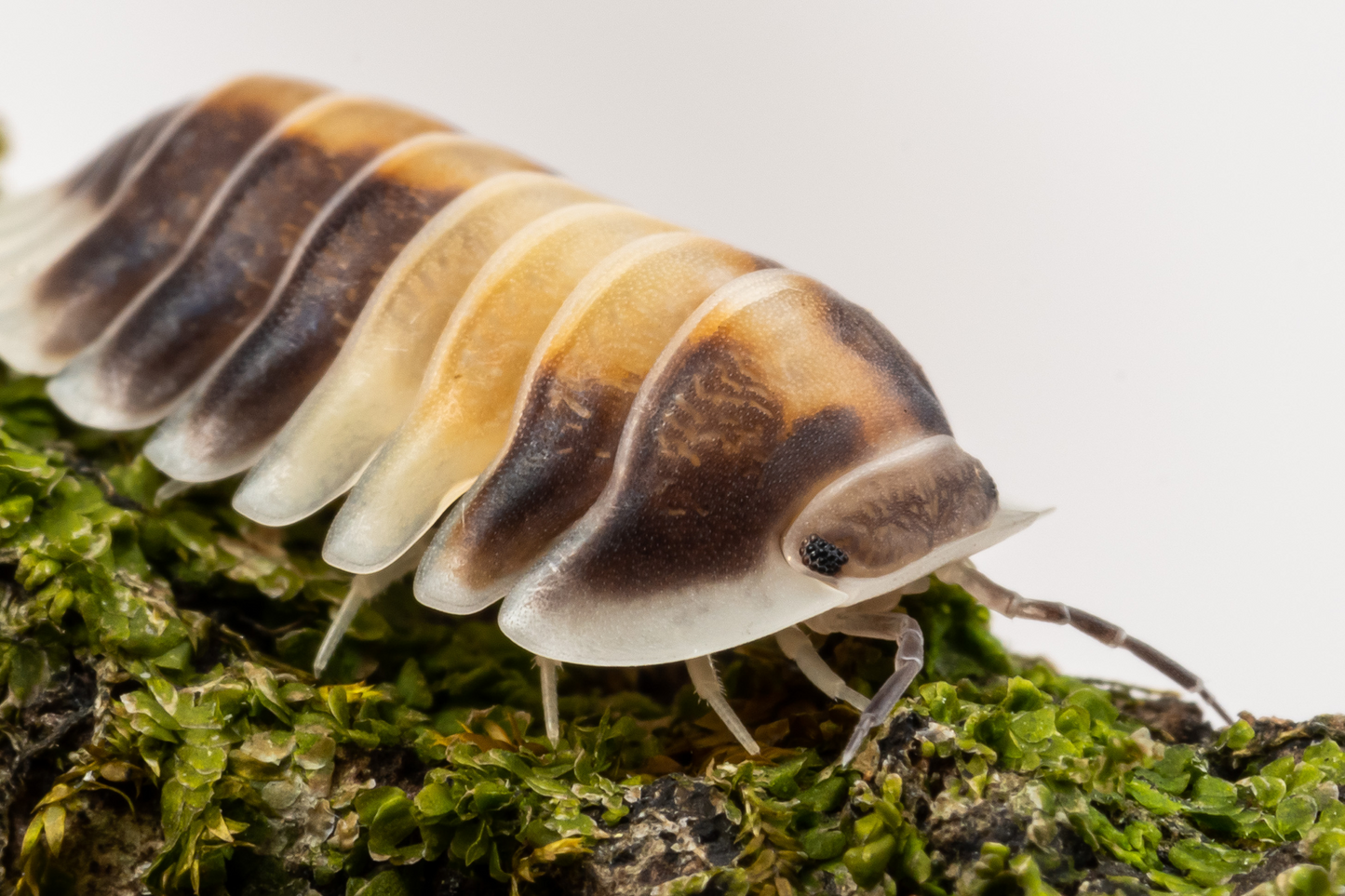 Cubaris sp. 'Cappuccino' - Weird Pets PH