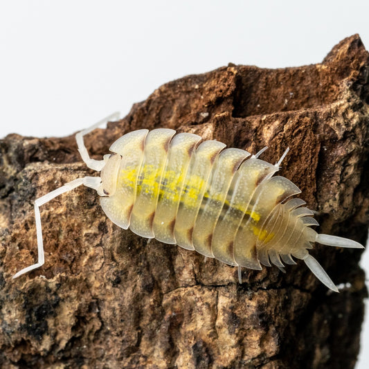 Porcellio bolivari - Weird Pets PH