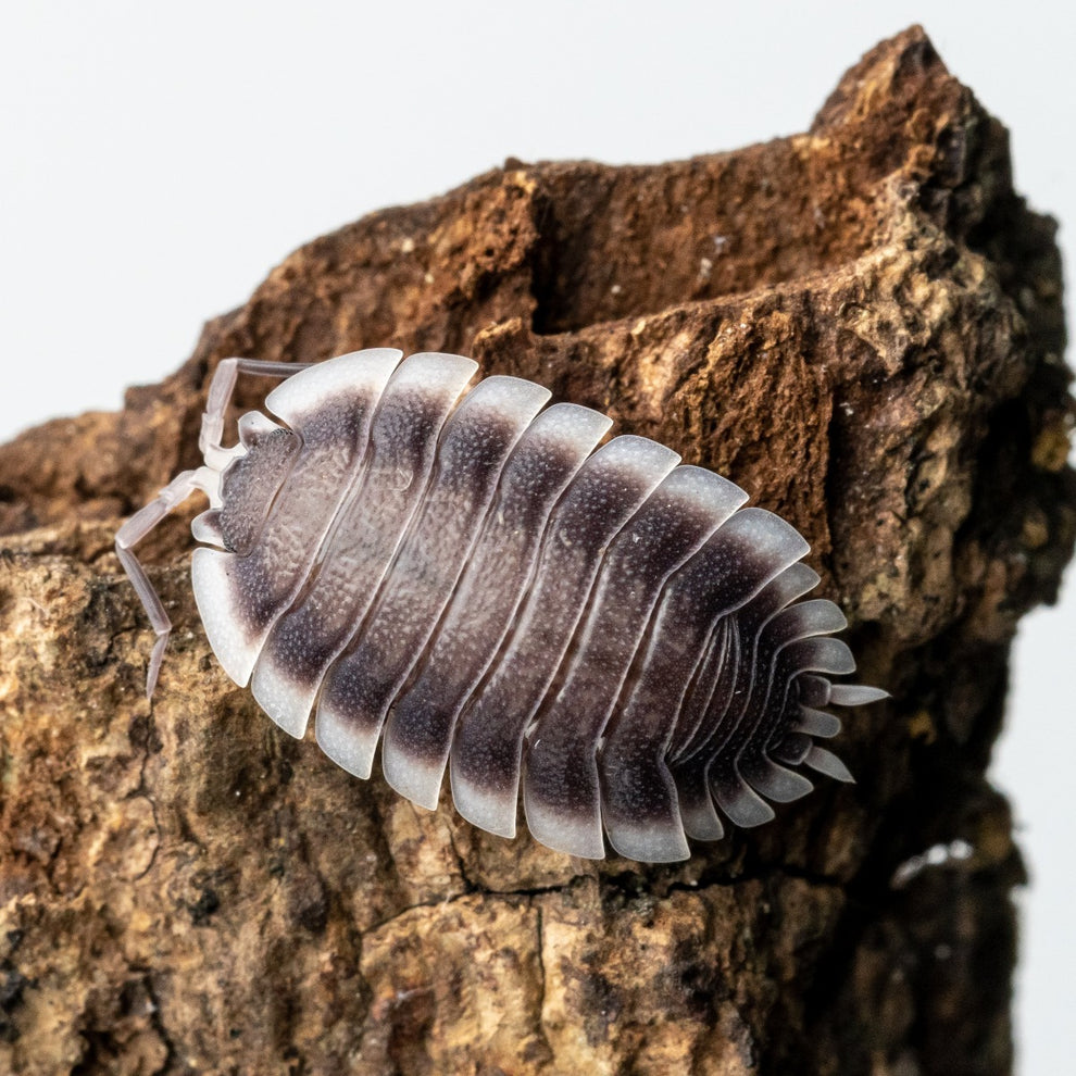 Porcellio werneri Weird Pets PH