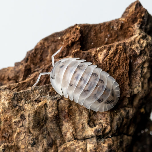 Cubaris sp. 'Shiro Utsuri' - Weird Pets PH