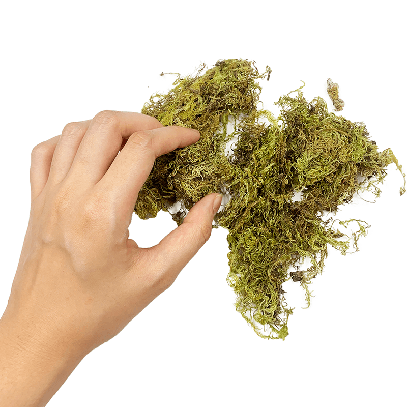 Dried Green Moss - Weird Pets PH