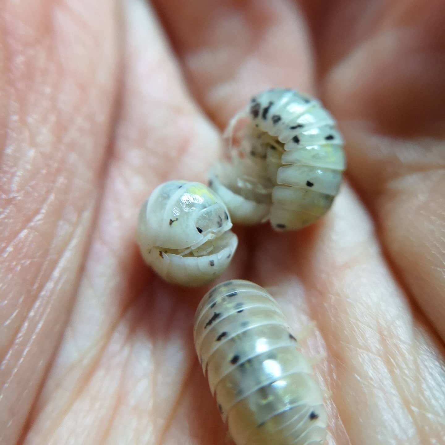 Armadillidium vulgare 'Magic Potion' - Weird Pets PH