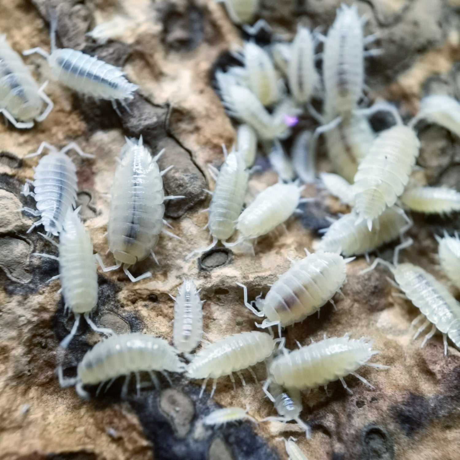 Porcellionides pruinosus 'White Out' - Weird Pets PH