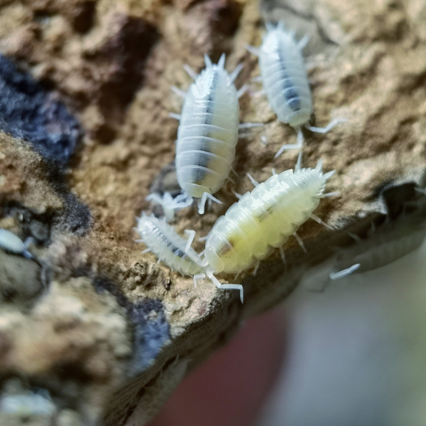 Porcellionides pruinosus 'White Out' - Weird Pets PH