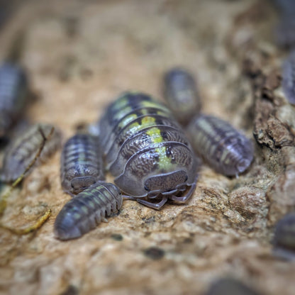 Armadillidium granulatum 'Lemon' - Weird Pets PH