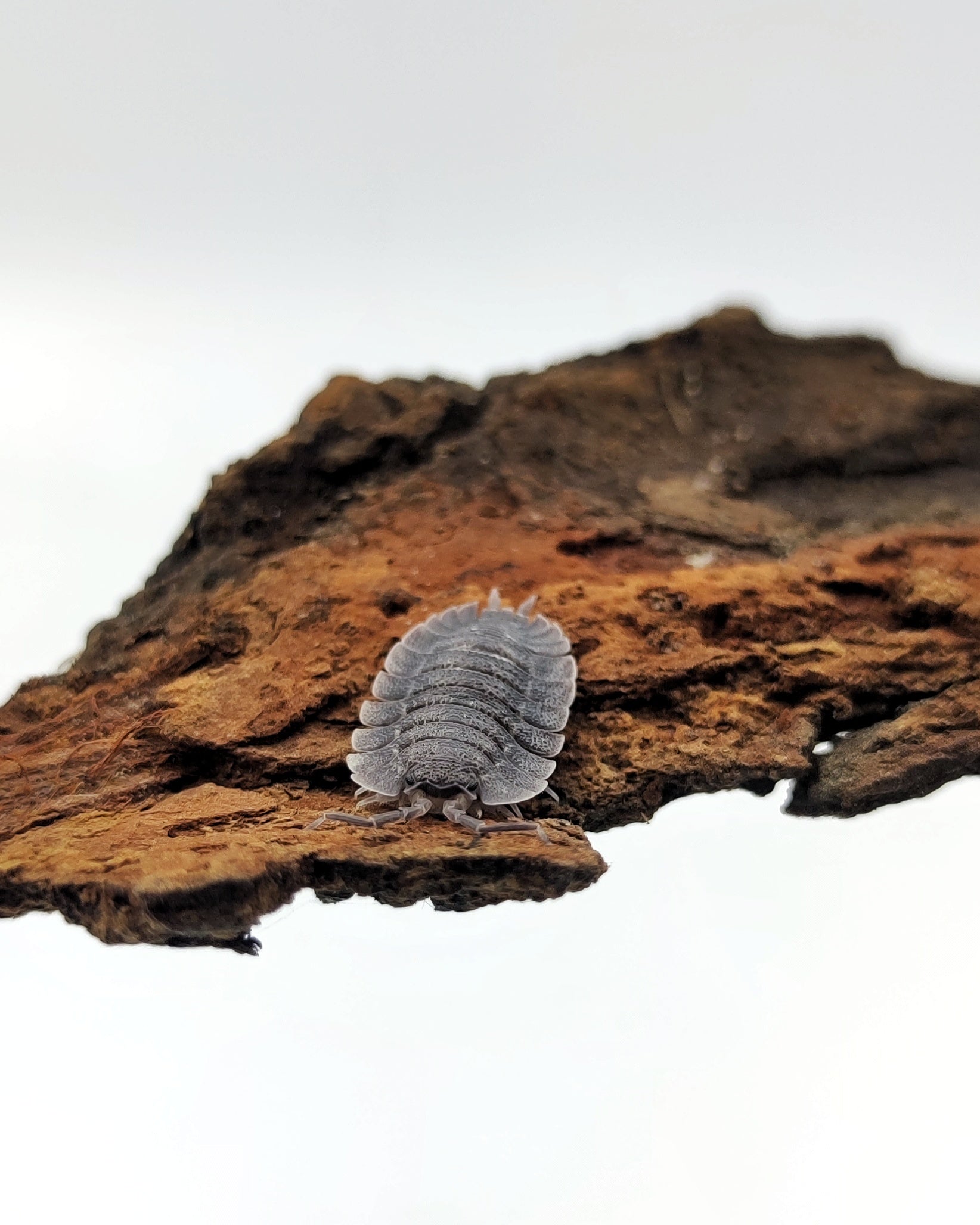 Porcellio spatulatus - Weird Pets PH