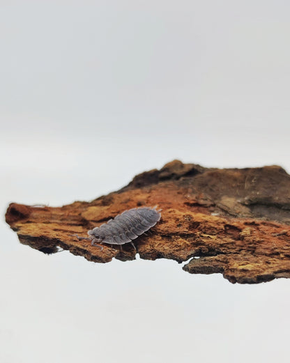 Porcellio spatulatus - Weird Pets PH