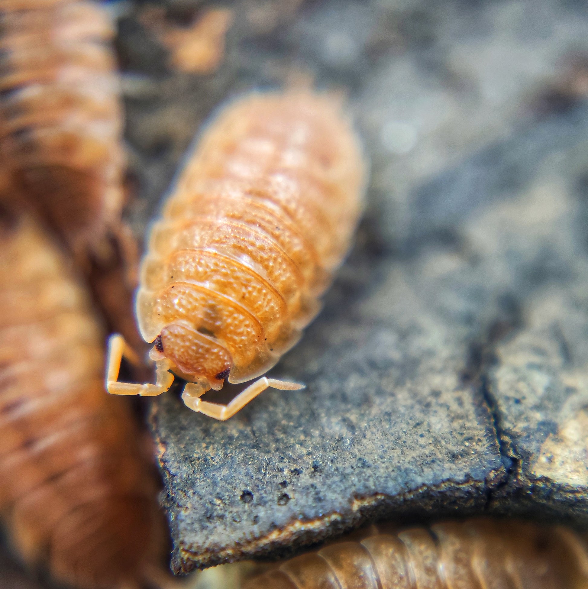 Porcellio scaber 'Orange' - Weird Pets PH