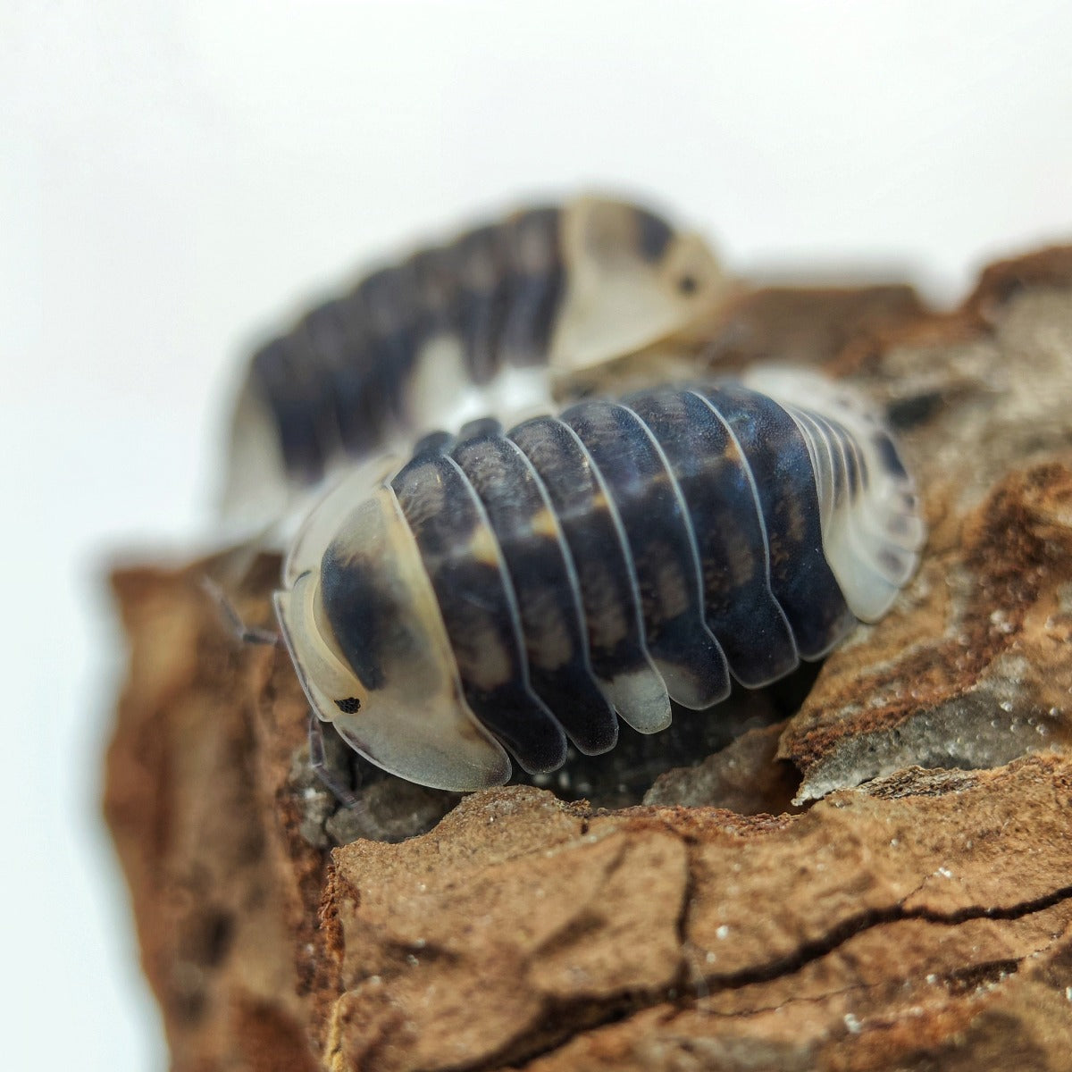 Cubaris sp. 'White Ducky' - Weird Pets PH