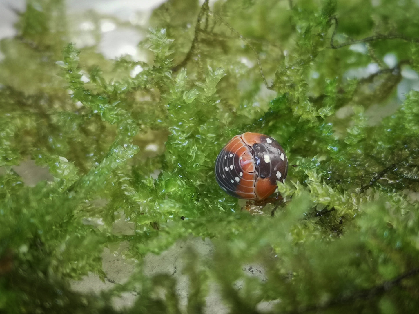 Armadillidium klugii 'Montenegro' - Weird Pets PH