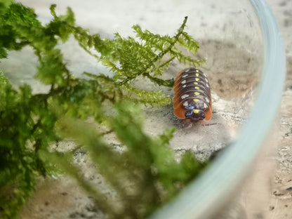 Armadillidium klugii 'Montenegro' - Weird Pets PH