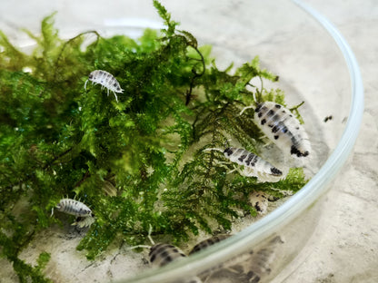 Porcellio laevis 'Dairy Cow' - Weird Pets PH