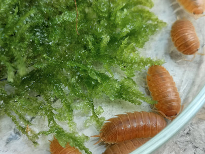 Porcellio laevis 'Giant Orange' - Weird Pets PH