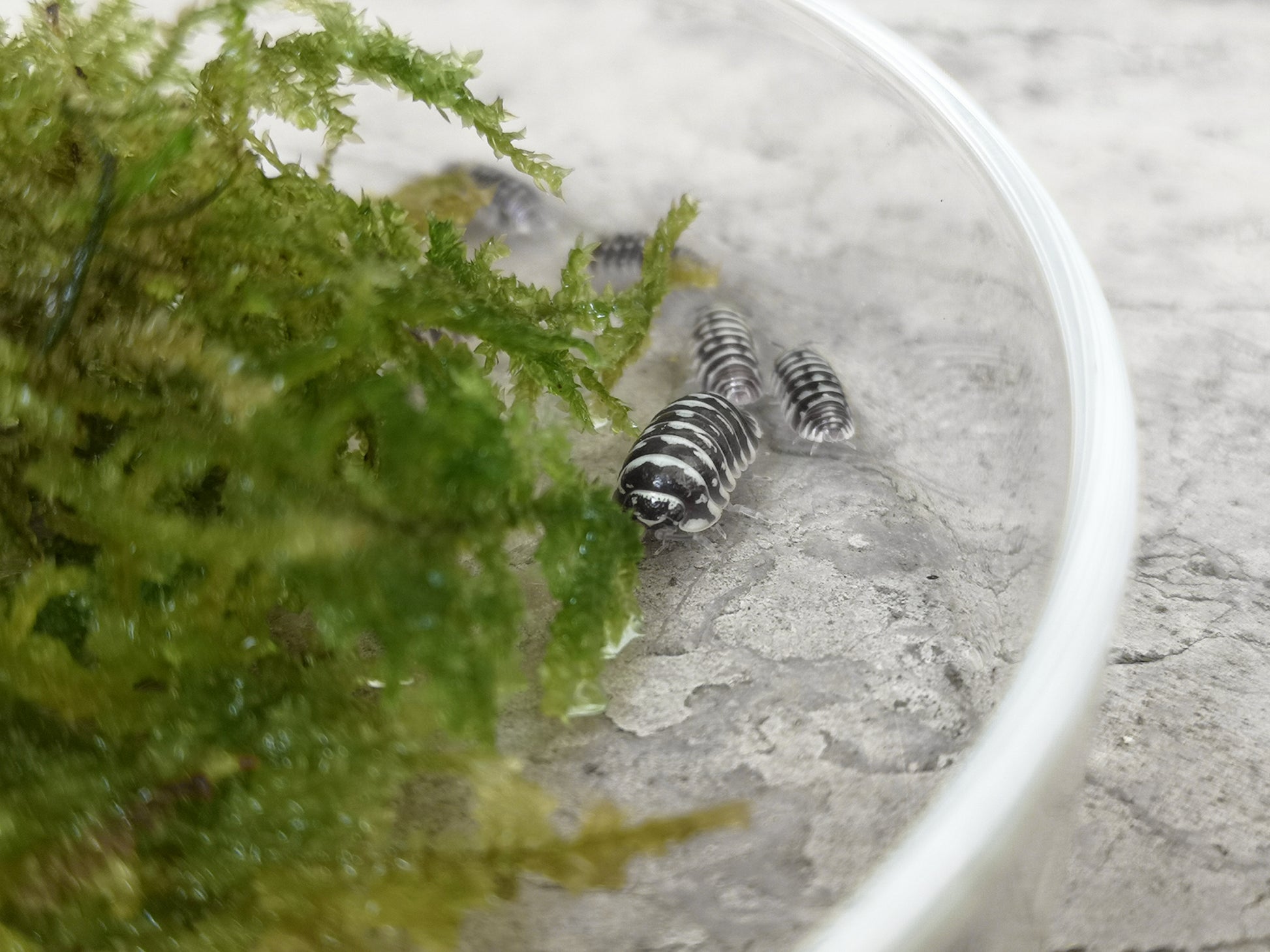 Armadillidium maculatum 'Zebra' - Weird Pets PH