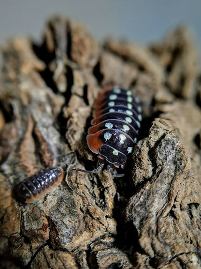 Armadillidium klugii 'Montenegro' - Weird Pets PH