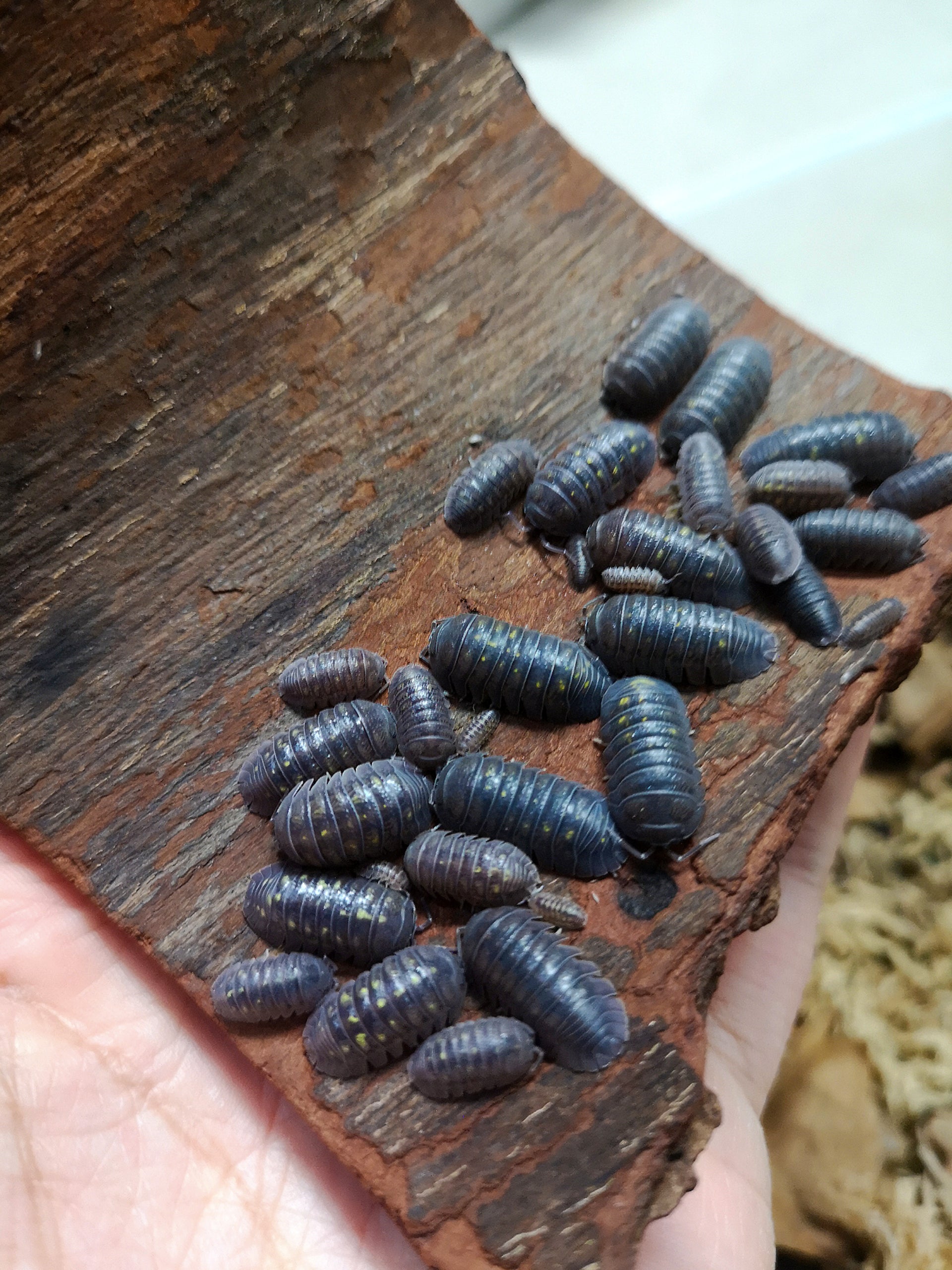 Armadillidium granulatum - Weird Pets PH