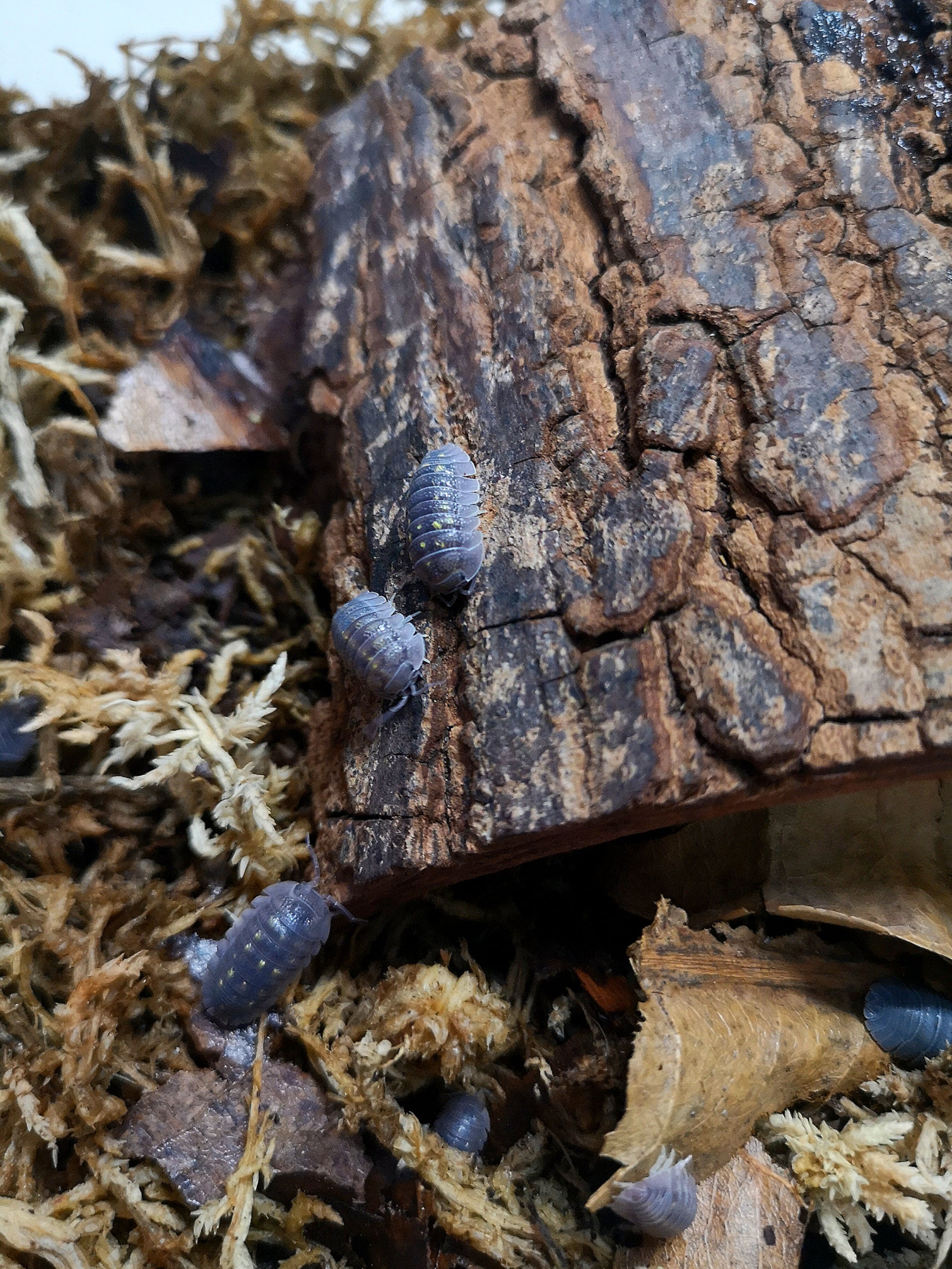 Armadillidium granulatum - Weird Pets PH