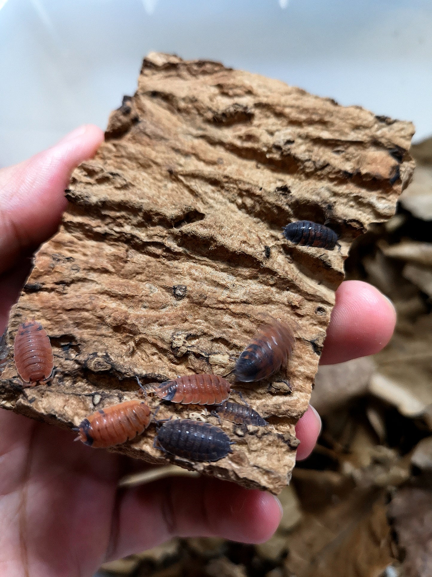 Porcellio scaber 'Lava' - Weird Pets PH