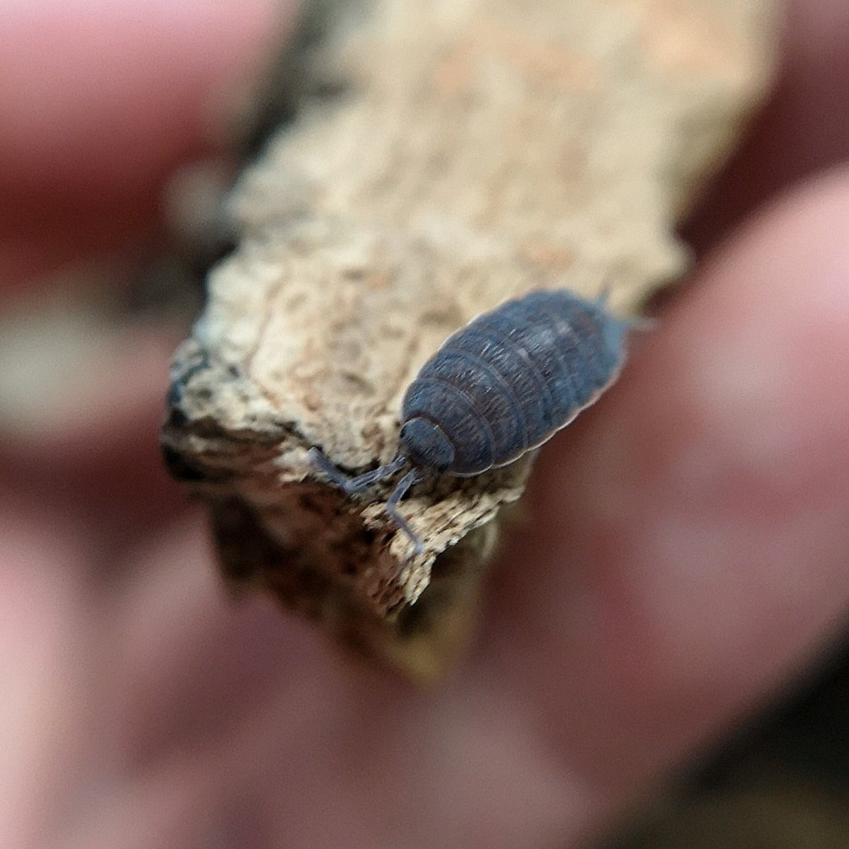 Porcellionides pruinosus 'Powder Blue' - Weird Pets PH