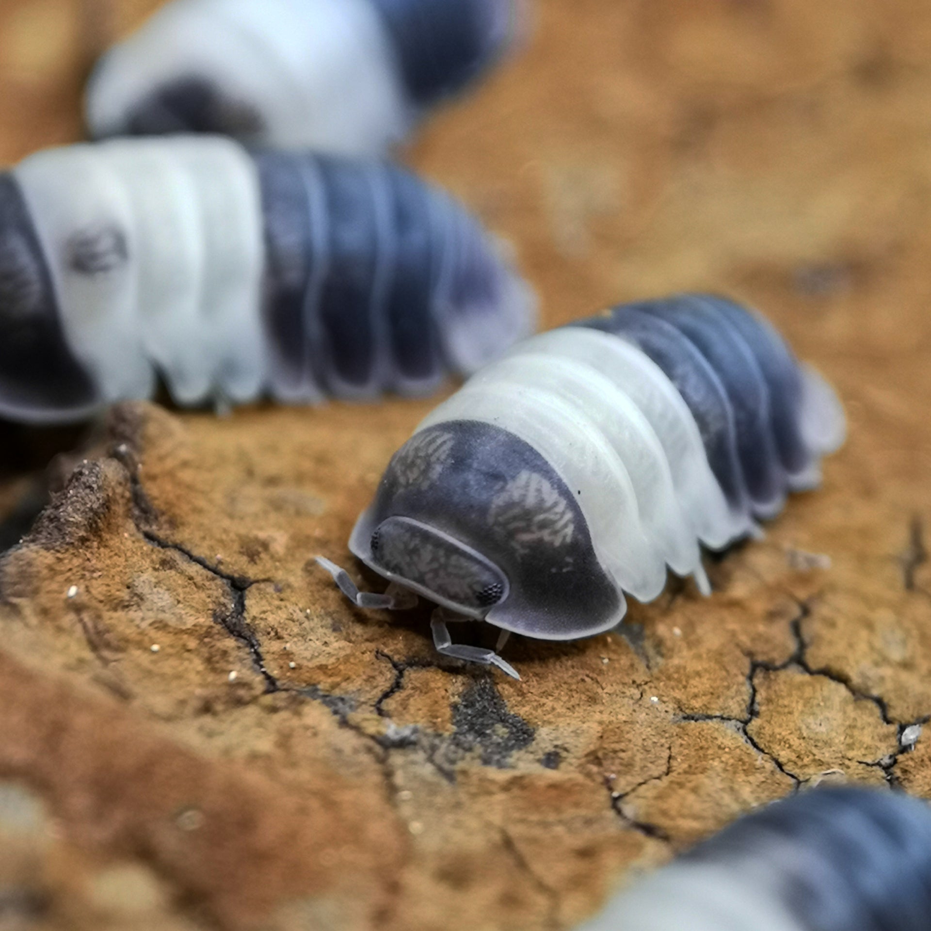 Cubaris sp. 'Panda King' - Weird Pets PH