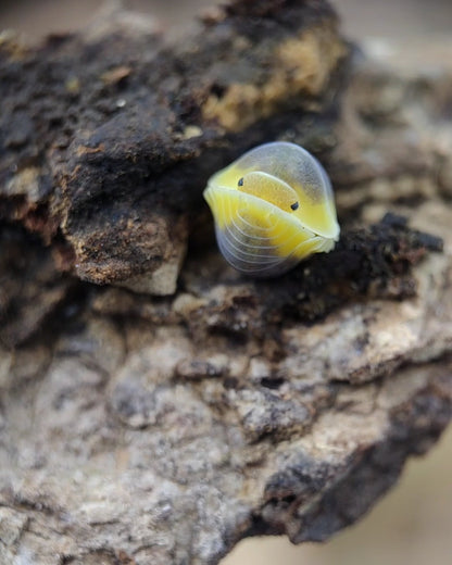 Cubaris sp. 'Lemon Blue' - Weird Pets PH