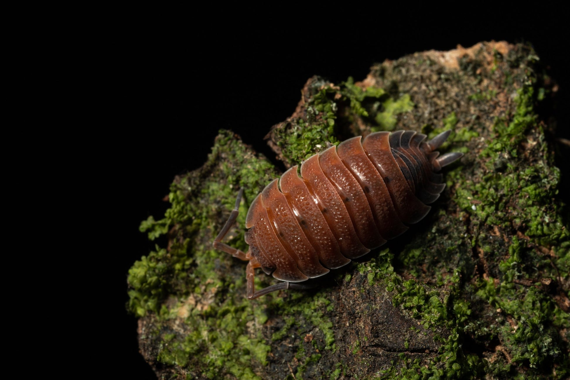 Porcellio scaber 'Lava' - Weird Pets PH