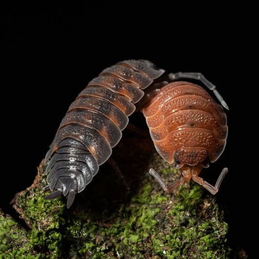 Porcellio scaber 'Lava' - Weird Pets PH