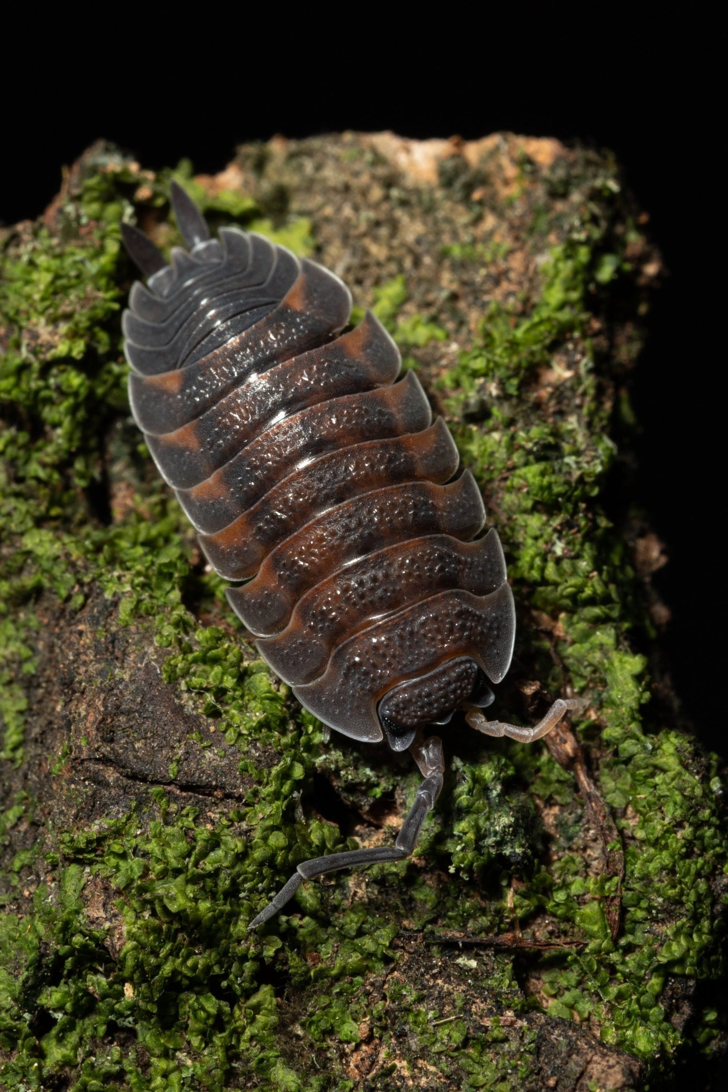 Porcellio scaber 'Lava' - Weird Pets PH