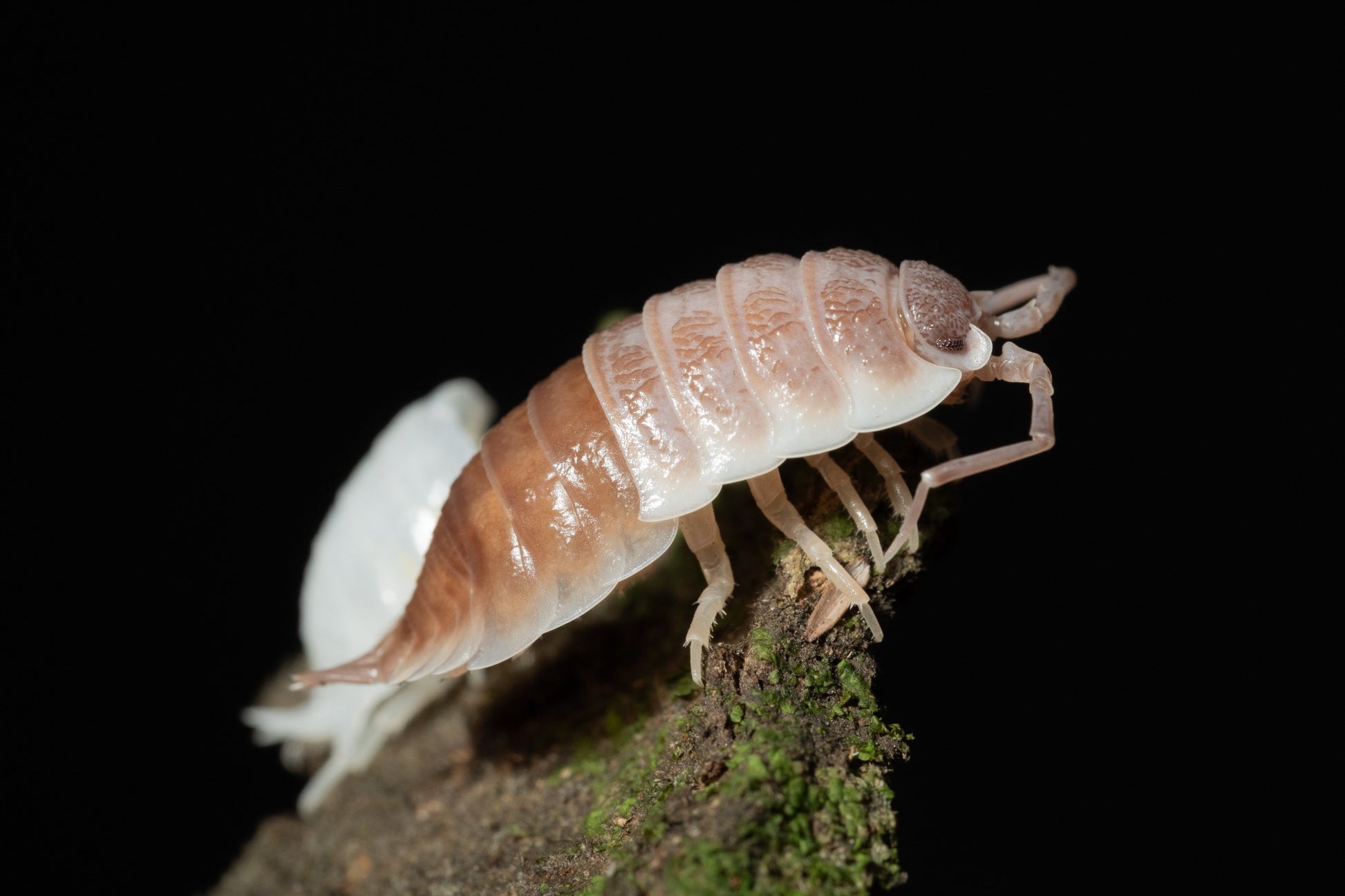 Porcellio sp. Sevilla 'Caramel' - Weird Pets PH