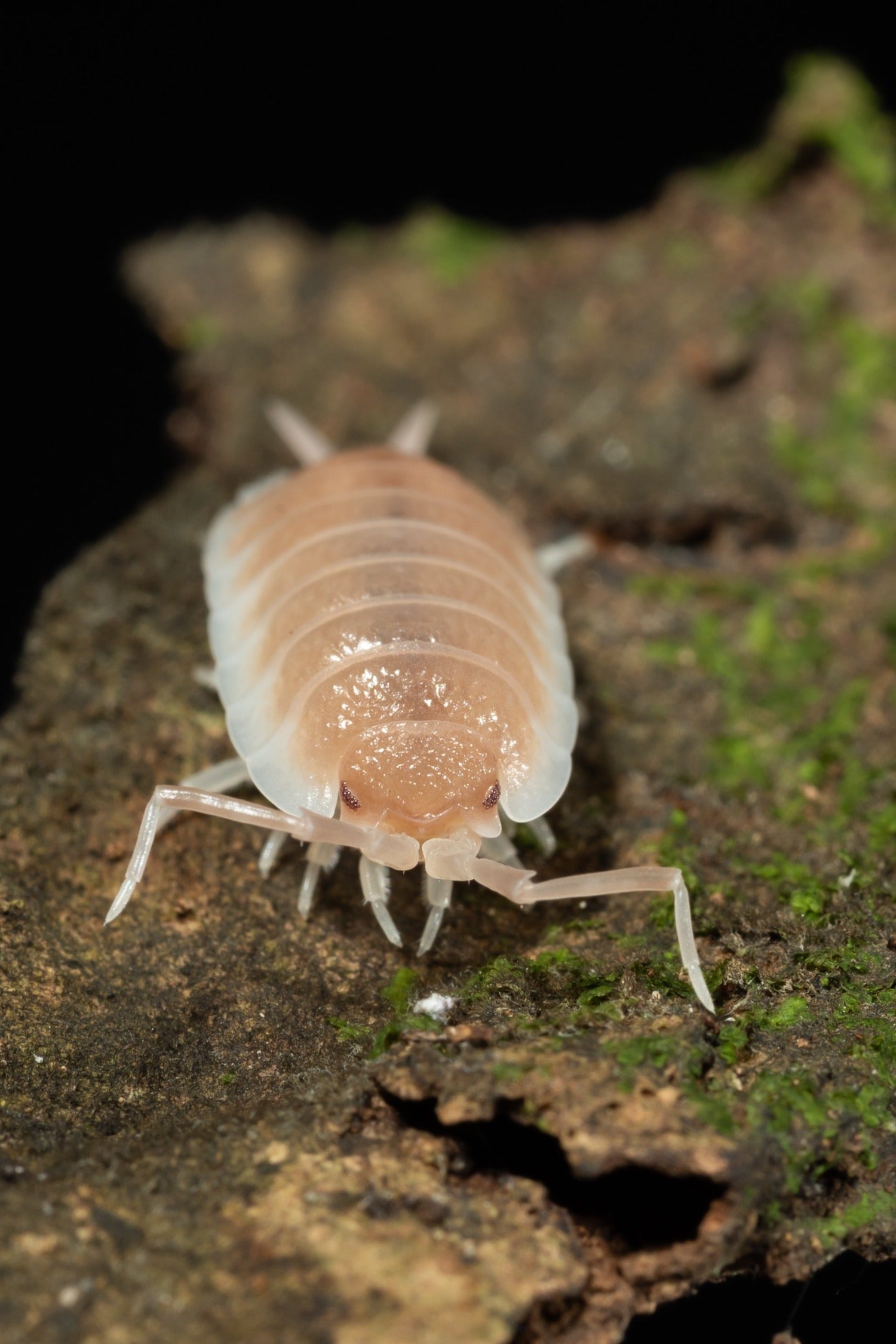 Porcellio sp. Sevilla 'Caramel' - Weird Pets PH