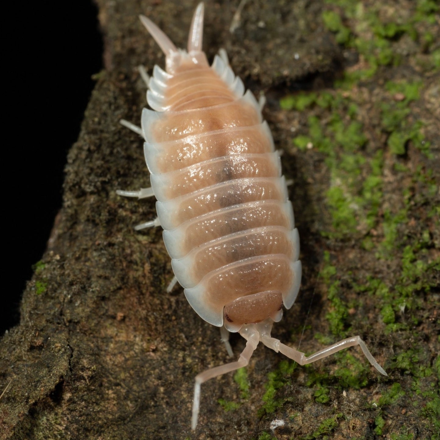 Porcellio sp. Sevilla 'Caramel' - Weird Pets PH