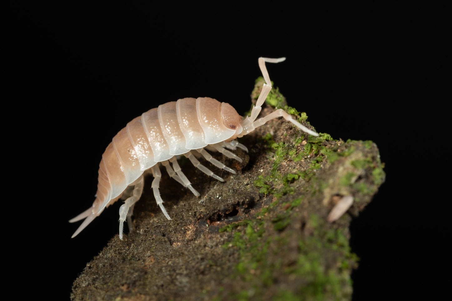 Porcellio sp. Sevilla 'Caramel' - Weird Pets PH