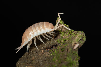 Porcellio sp. Sevilla 'Caramel' - Weird Pets PH