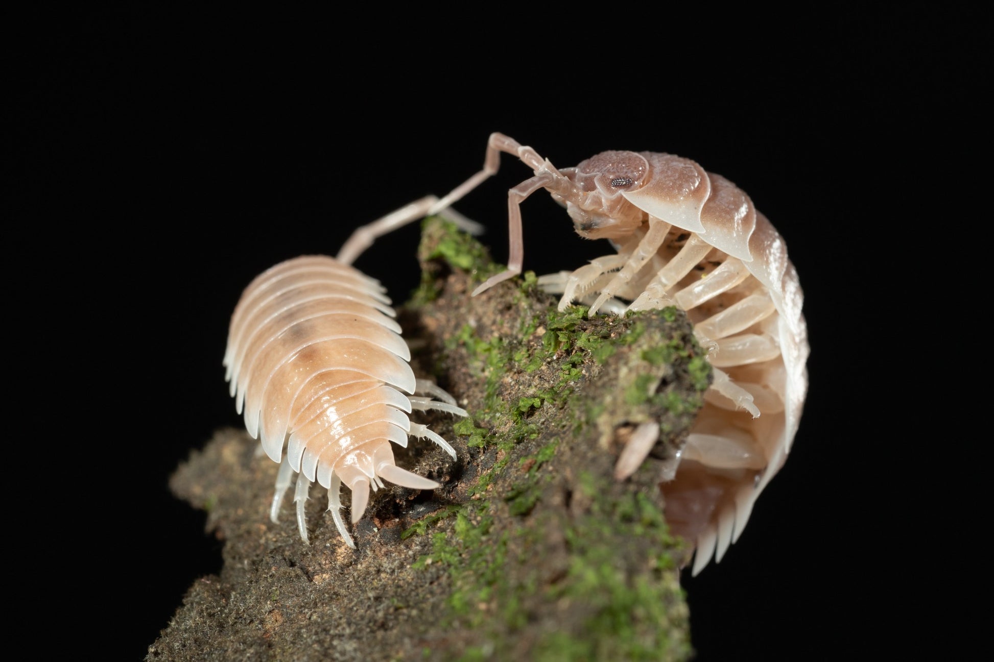 Porcellio sp. Sevilla 'Caramel' - Weird Pets PH