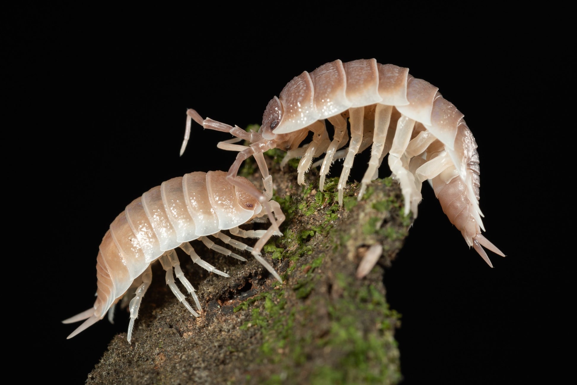 Porcellio sp. Sevilla 'Caramel' - Weird Pets PH