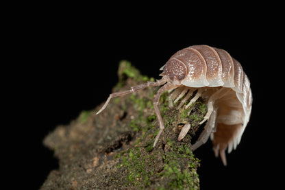 Porcellio sp. Sevilla 'Caramel' - Weird Pets PH