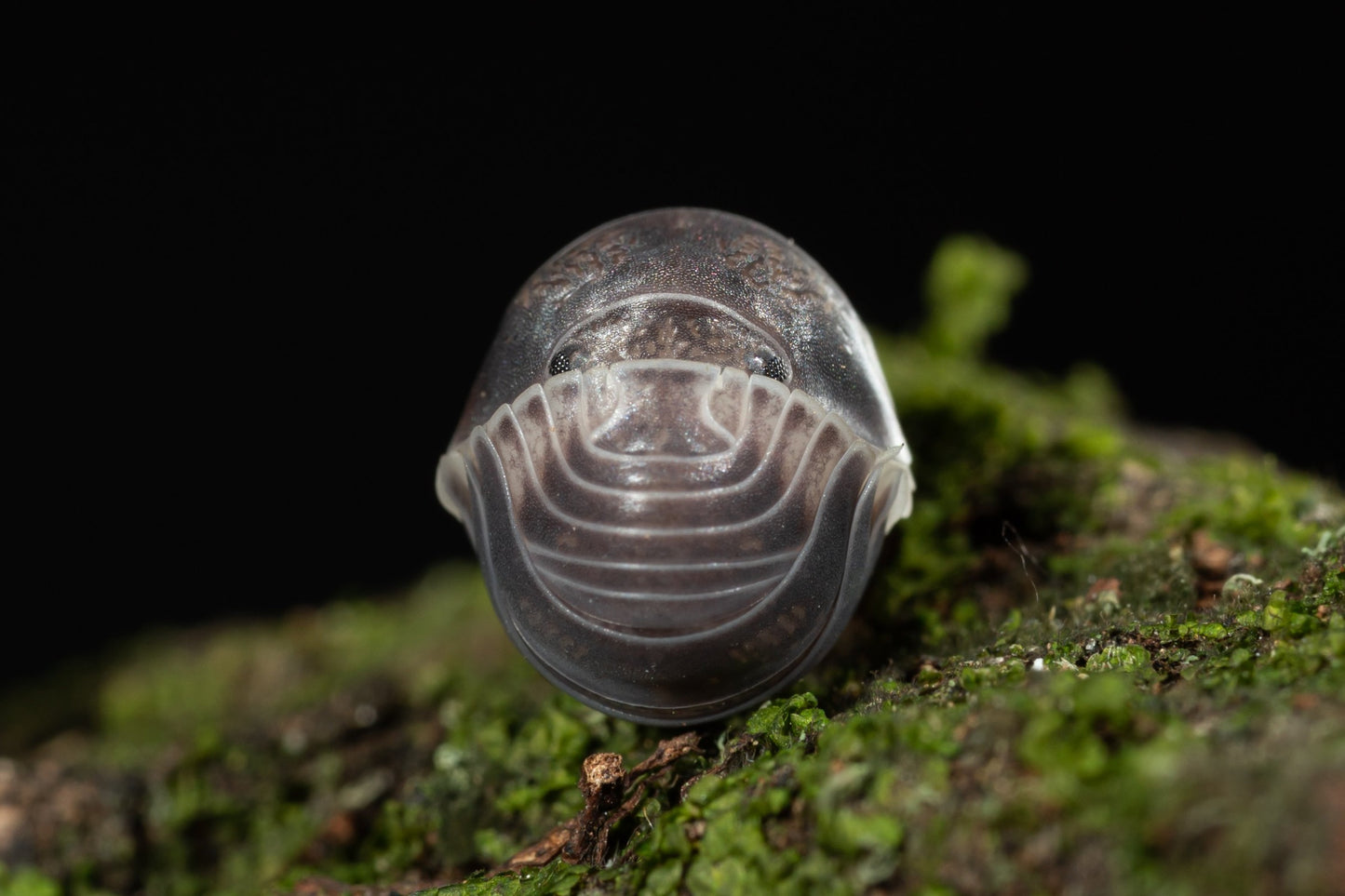 Cubaris sp. 'Panda King' - Weird Pets PH