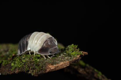 Cubaris sp. 'Panda King' - Weird Pets PH