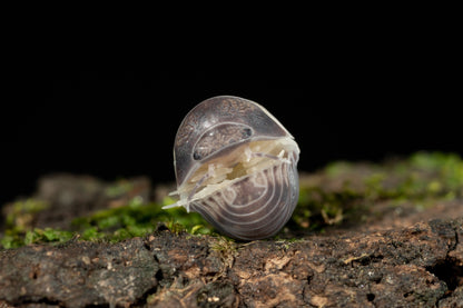 Cubaris sp. 'Panda King' - Weird Pets PH