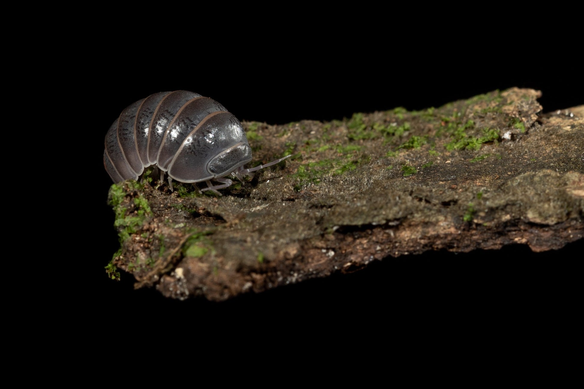 Armadillo officinalis 'Spain' - Weird Pets PH