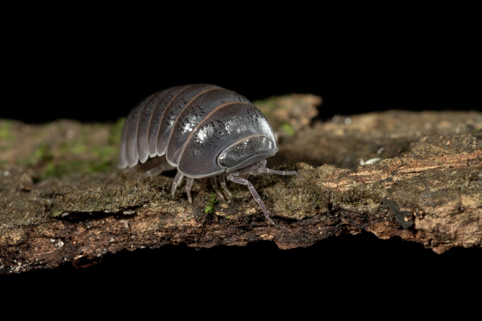 Armadillo officinalis 'Spain' - Weird Pets PH