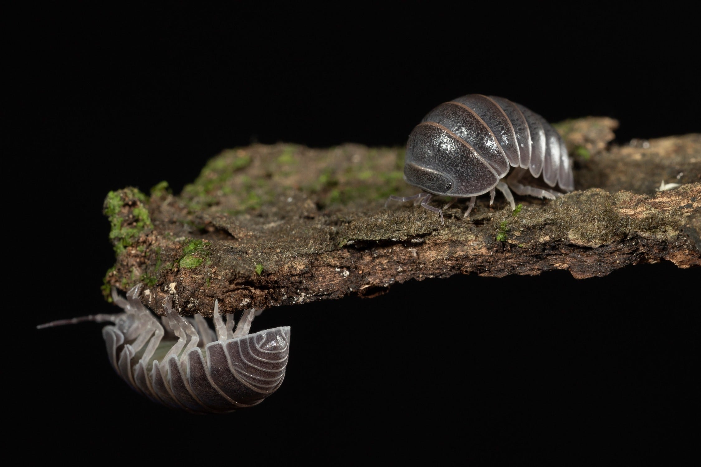 Armadillo officinalis Spain Weird Pets PH Biology Diagrams