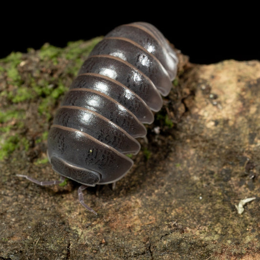 Armadillo officinalis 'Spain' - Weird Pets PH