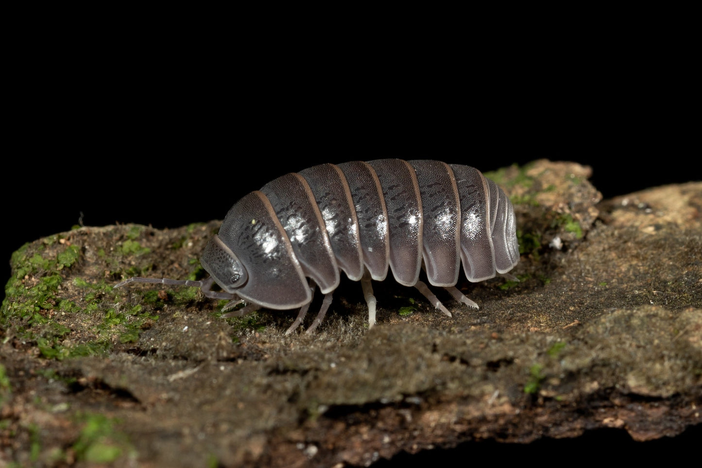 Armadillo officinalis 'Spain' - Weird Pets PH